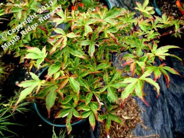 Acer palmatum 'Itame nibluki' - mapleridgenursery